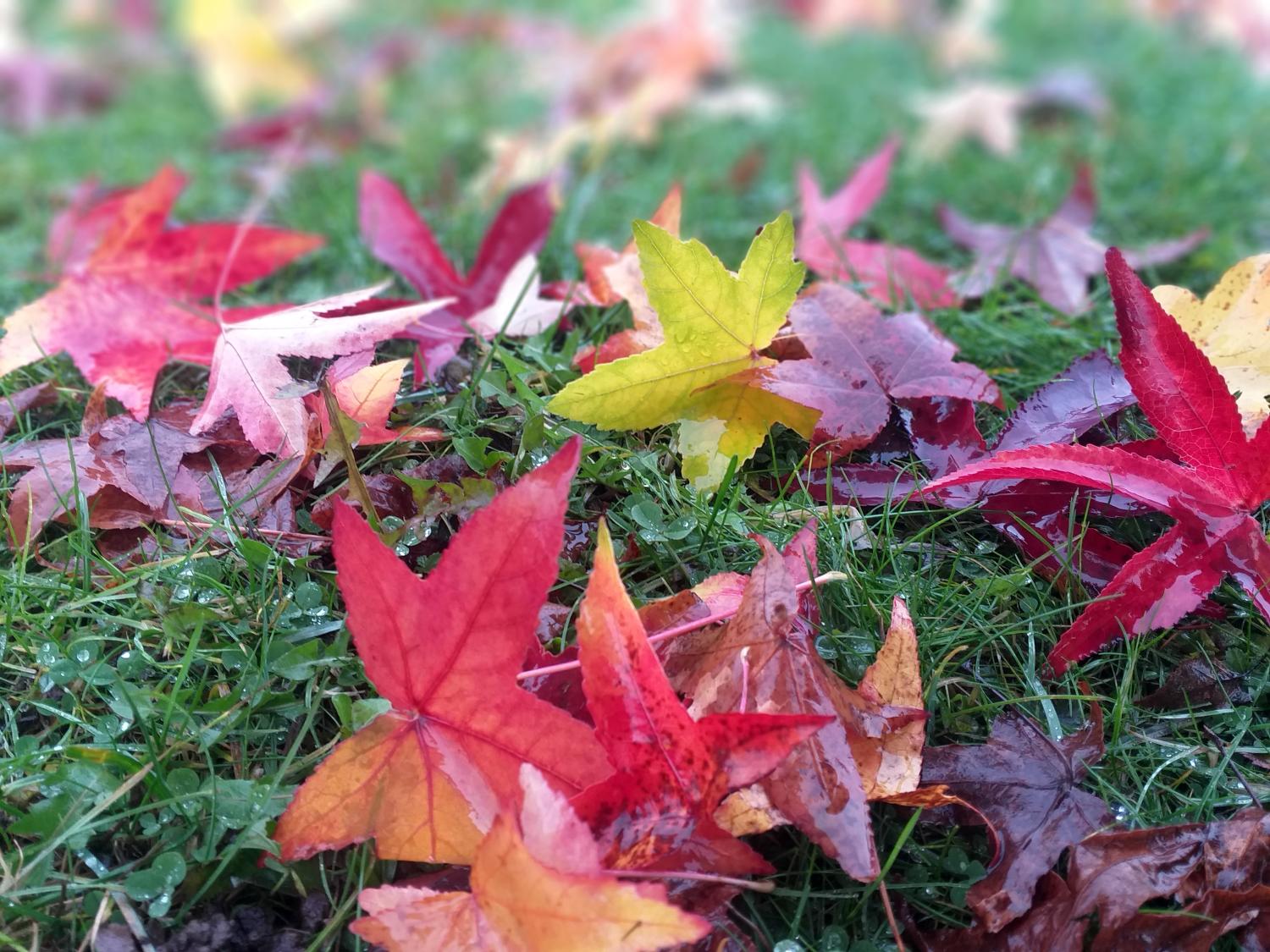 Buntes Herbstlaub