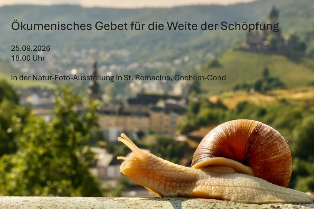 Weinbergschnecke Cochem