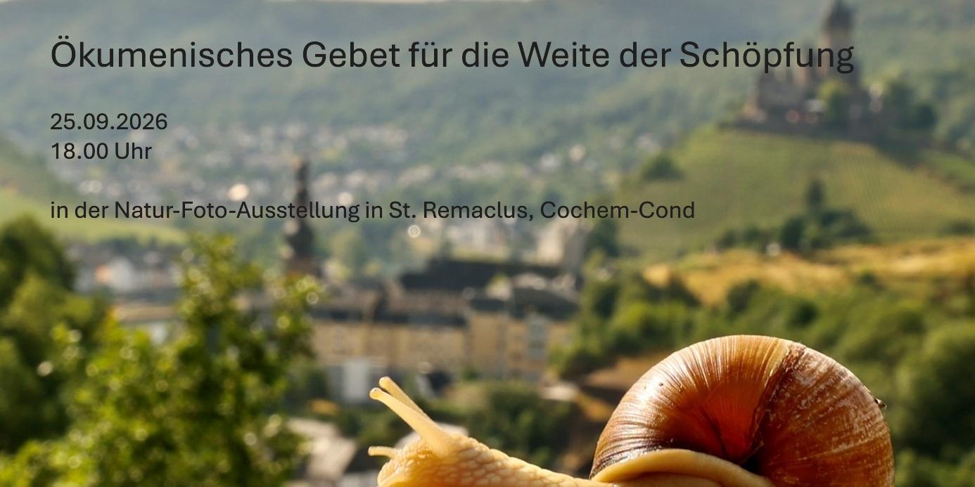 Weinbergschnecke Cochem