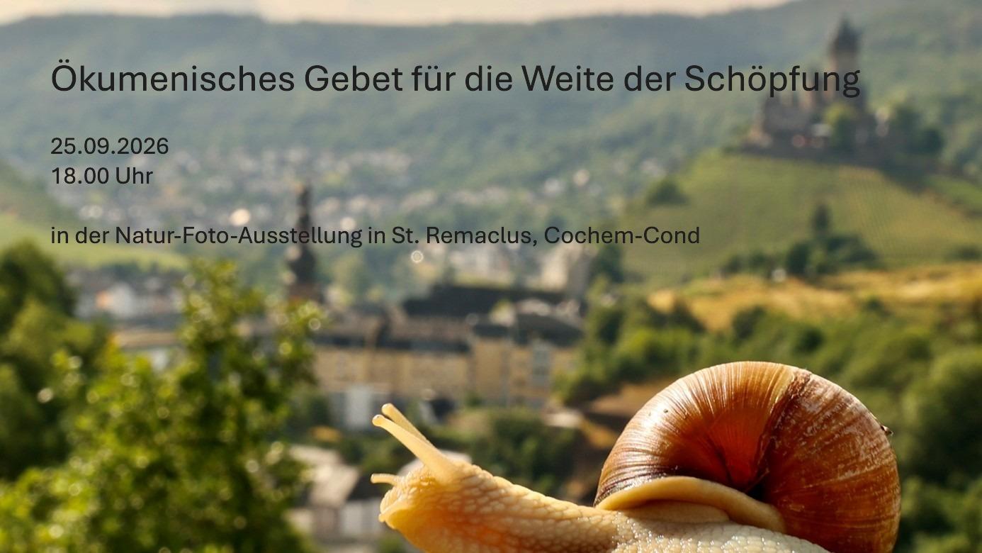 Weinbergschnecke Cochem