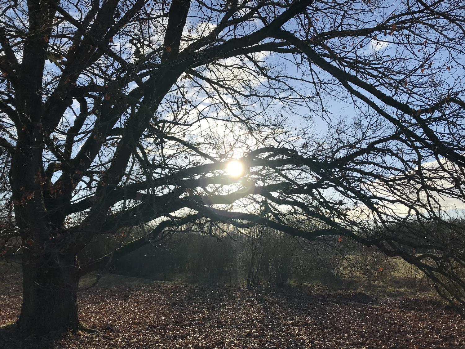 Die Sonne scheint durch einen kahlen Baum.
